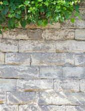 vecchio-muro-di-mattoni-con-l-edera-72094326 (2)